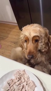 hurry up 😍😍😍 Check out the link in bio! @cockerspaniellover.ig 📸 Credit: @archie_thegoldencocker | Cocker Spaniel Lovers