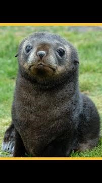 Emperor penguins, fur seals face extinction risk as climate warms