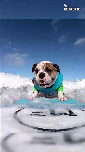 Bulldog's Epic Surfing Training Session | Must-Watch!