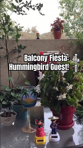 Hummingbird Visits Our Balcony Fiesta! 🌵 #Shorts #Hummingbird #CuteAnimals
