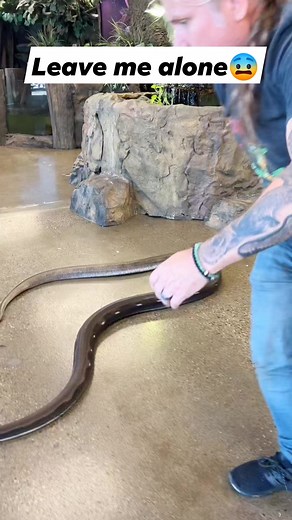 1M views · 3.4K reactions | When grumpy snakes wanna be left alone… don’t try this at home ⚠️ #snake #python #animals #reels #viral #Dangerous | Brian Barczyk | Facebook
