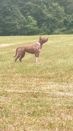 Adorable 12-Month-Old Onassis: The Perfect Farm Dog 🐶