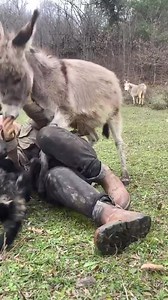 1.8M views · 96K reactions | Human! It's my turn now! One jealous donkey here  | Roar Wildlife News | Facebook