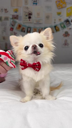 The one where Maya joins my band as a percussionist 🤩 My sister Maya can’t sing howling songs like me, but she’s finally found her calling as my percussionniste! 👏 Wow! 🎀 She did such a great job, kept it up with the beat and had her own solo segment 😆 Let’s all give her a standing ovation 👏 We really need to work on our album and go on world tour 😉 We can even wear matching outfits, like these 🥰 I think it’s a great goal to have for 2024! 🤩 What should our chihuahua brother-sister band 