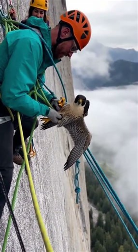 Climbers Rescue Peregrine Falcon Stuck on El Capitan Cliff Face!