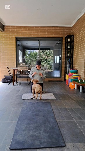 It has been relatively easy to teach the dogs to bring the dumbbell back. They can bring back toys and balls so this was just another object. I've built lots of value for the dumbbell, they always get very high value rewards so they are very motivated to do this exercise. | Little Paws Dog Academy