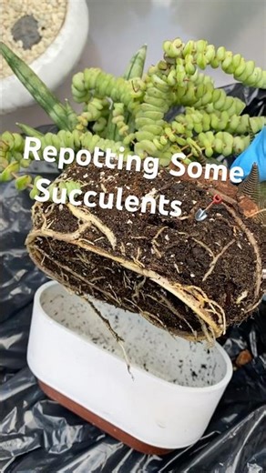 Separating & Repotting Some Plants That Outgrew Their Container 🪴🪏