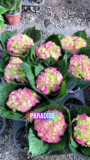 Hydrangeas: The Ultimate Guide to Gardening