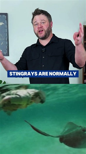 Steve Irwin’s Death Was a Freak Accident