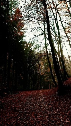 Relaxing Autumn Atmosphere | Fall Ambience | NaturePower