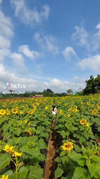 Explore the Beautiful Flower Gardens in Kintamani