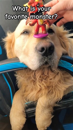 DogRichmond evaluates smiling critters #poppyplaytime #dog #smilingcritters #goldenretriever #puppy