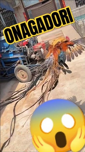 ONAGADORI!! The rarest chicken species from japan