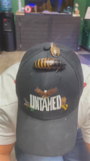 Cockroaches are crazy cool animals!!! They have amazing adaptations, such as surviving extended periods of time without breathing and even being known to survive with their heads chopped off for up to a week!! How freaky is that?! Truly amazing animals — and a perfect creepy crawly with Halloween right around the corner. 🧟🎃 Comment below your opinion on cockroaches 💭 Leave a cockroach emoji below if you enjoyed the video!🪳🪳 @coldbloodedkingdom @delvalfull360 #cockroach #cockroaches #hallowe