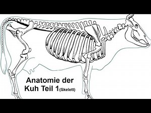Anatomie der Kuh Teil 1 Skelett
