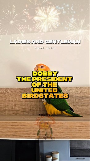 Lala&Dobby the caiques on Instagram: "PARROT PRESIDENT walks prideful and funny🔥 Can you march like this bird? . . When you own a caique, every day is leg day—for them, not you. These feathered clowns bounce more than your rent check. Warning: extreme cuteness and chaos ahead! They’ll steal your snacks, your heart, and possibly your phone. Honestly, who’s the pet here? POV: Your parrots run the house, steal your snacks, and bounce like maniacs. Who’s the real pet here? Pets fill our hear