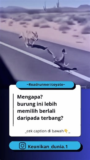keunikan_dunia. on Instagram: "Burung yang sering dikejar oleh koyote dalam kartun Warner Bros adalah Road Runner (Geococcyx californianus), atau sering disebut burung pemakan ular/kadal di gurun Amerika Utara. Road Runner adalah burung yang sangat cepat, mampu berlari hingga 32 km/jam, dan berbeda dengan koyote (serigala padang rumput) yang merupakan mamalia. Karakteristik: Road Runner memiliki bulu bercorak coklat-putih, jambul lebat, dan ekor panjang. Habitat: Mereka hidup di gurun dan semak 