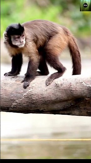 🐵 The Smart Tufted Capuchin – Nature’s Tiny Genius!