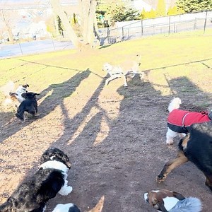 #barkUplaydate | Bark University | Facebook