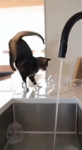 ¡El Gato Travieso y el Desastre de las Copas!