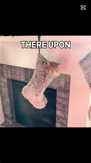 Christmas cats!! 😸