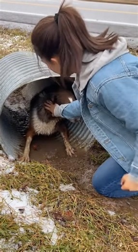 Every scratch on my skin has a story, but what I truly want is a future without pain. | Bark Love