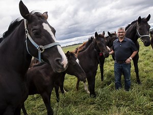 Egan: Mounts for the Mounties, bred for the world in Pakenham