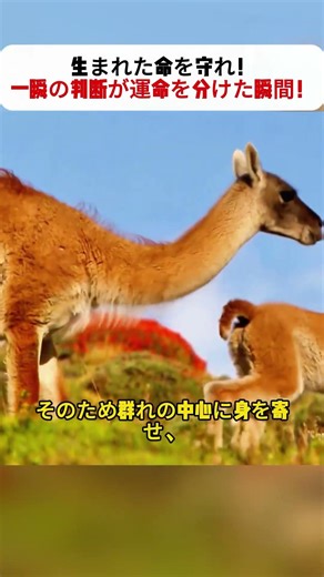生まれた命を守れ！ 一瞬の判断が運命を分けた瞬間！ #野生動物 #自然の戦い #サバイバル #動物ドキュメンタリー #グアナコ