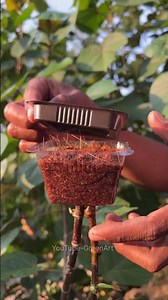 A Simple Way to Air Layer a Tree. #gardening #airlayering #plants