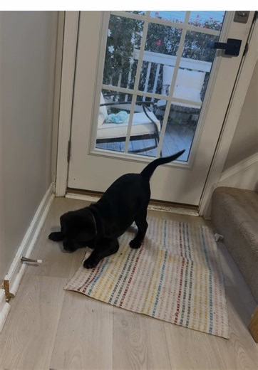 English Lab Puppy Playfulness and Energy