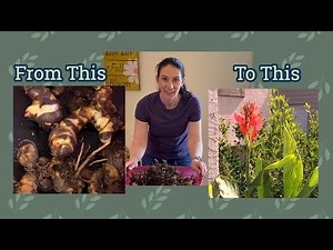 Potting up Cannas Indoors