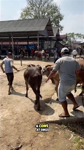This man can pull 4 cows in single pull 😱 #cow #cowvideos #cowsounds