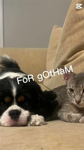 Batman pets