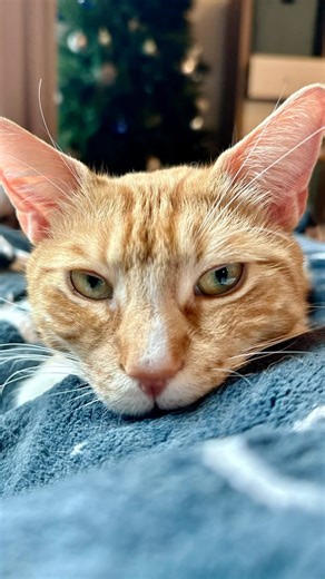 Just a little purr-k me up for your feed Fun fact: The frequency of a cat’s purr, which is typically between 25 and 150 Hertz, is known to have therapeutic effects. It’s believed that purring can promote healing, reduce stress, and even lower blood pressure. I’m taking this as an excuse not to leave the couch. Sorry, the cat is purring 🤷🏻‍♀️ #catpurr #purr #catlovers #catlife #catsofaustin #austintexas #cats_of_instagram #orangecat #tabbycat | Cat Named Calvin