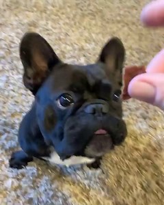 12K views · 57 reactions | ❤️❤️❤️ credit : frenchiesforthewin #frenchbulldogsofinstagram #frenchbulldogs #frenchbulldogpuppy #frenchbulldoglove #frenchbulldoglife #frenchbulldoglovers #frenchbulldogofinstagram #frenchbulldogpuppies #frenchbulldogworld #frenchbulldogmix #frenchbulldogg #frenchbulldoginstagram #frenchbulldogsofinsta #frenchbulldoglover #frenchbulldogclub #frenchbulldogs0fig #frenchbulldogmoments #enhancepetdogs | Enhanced Pet Products | Facebook