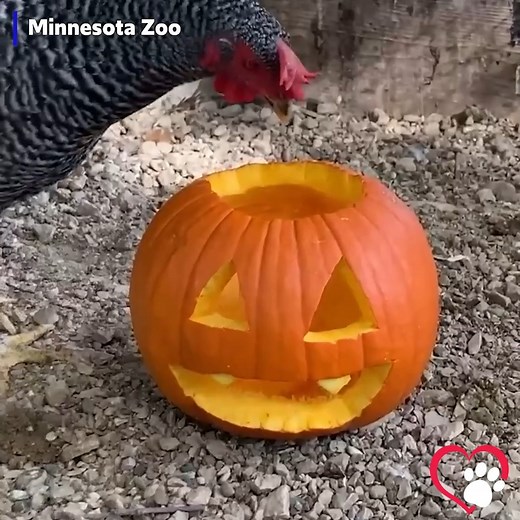 9.1K views | PUMPKIN PECK: Chickens love pumpkins  Check out these  enjoying a Fall treat at the Minnesota Zoo! | Gray Media Digital Content Center | Facebook