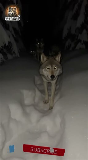 Wolf Pack Ambush in Dark Snowy Forest