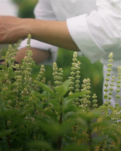 Mandai Rainforest Resort by Banyan Tree | Banyan Tree Hotels & Resorts