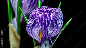 Purple Crocus Flower Opening and Wilting in Time Lapse on a Black Background. Violet Spring Flower Dry Fast