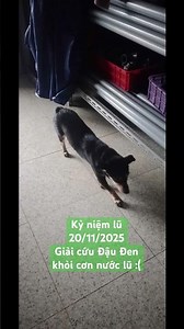 Mừng quá! Đậu Đen đã được giải cứu sau cơn lũ lịch sử 20/11/2025 ở Phú Yên !