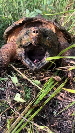 Pushups and no nail clipping required. 🤣 #alligatorsnappingturtle #turtle #reptilesoftiktok #farmlife #ozarks