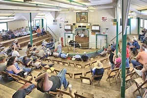 Livestock Auction in Amish Country