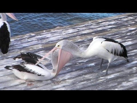 Pelican feeding its chick..