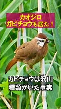 【カオジロガビチョウも居た！】#野鳥観察 #ガビチョウ #カオジロガビチョウ