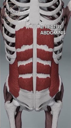 Abdominal Muscles Explained | Core Muscle Anatomy in 30 Seconds 💪