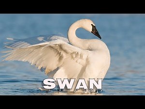 Trumpeter swan sound