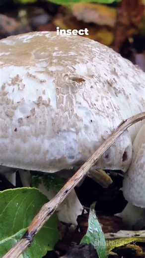 Nutrition in Plants RAP! 🌿 Class 7 Science Chapter 1 Full Revision #geniusloop #cbse2026_27 #biology