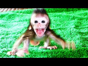 OMG ! Baby Momo cries loudly alone - look, Baby Momo is in very poor health