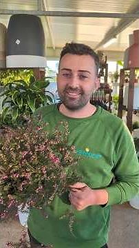 Erica X Darleyensis Kramer’s Rote #piante #plants #erica #fiori #flowers #piantedagiardino