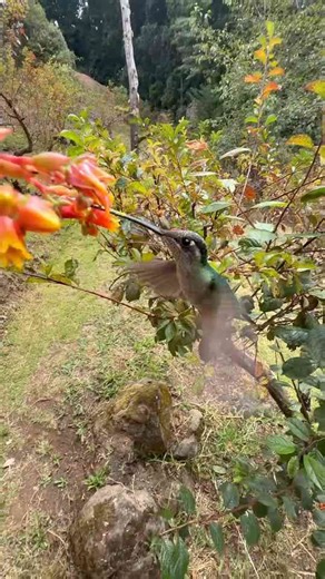 Filmed With an iPhone: A Hummingbird’s Moment of Trust